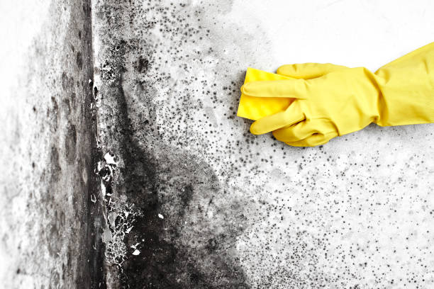 Mold Remediation for Vacation Homes in New Lenox, IL
